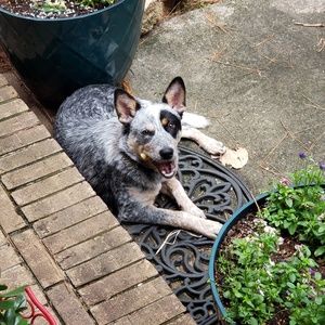 Meet your Posher, Dawn